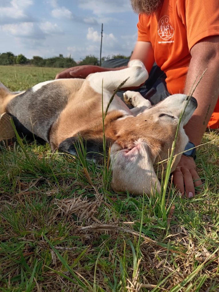 dogs enjoying enrichment activities at Best Friends Dog School in Pretoria