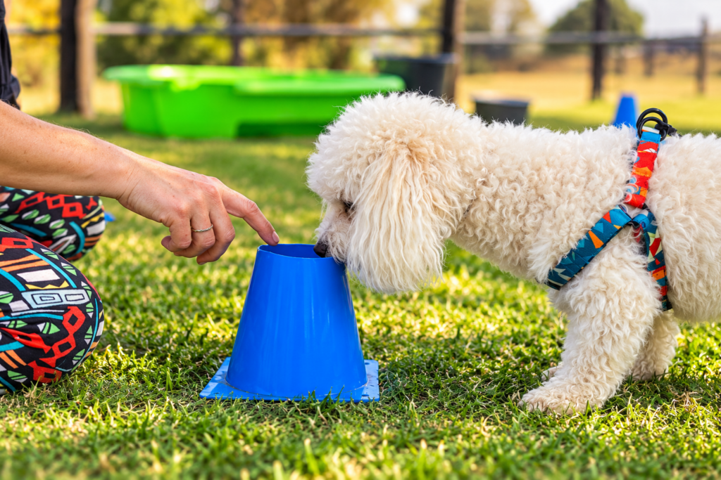 White dog exploring a blue training cone during a reward-based dog training session at Best Friends Dog School in Pretoria East