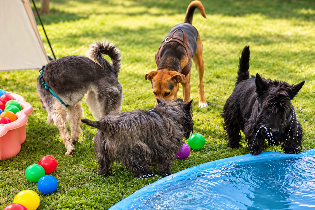Dogs enjoying supervised group play and enrichment at Best Friends Dog School in Pretoria East.